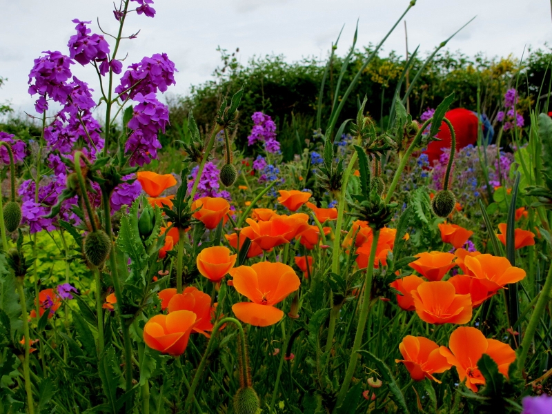 Willoughby Road Allotments